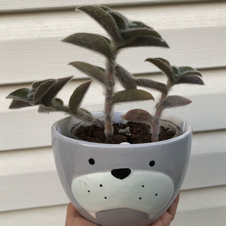 plant image 1387009