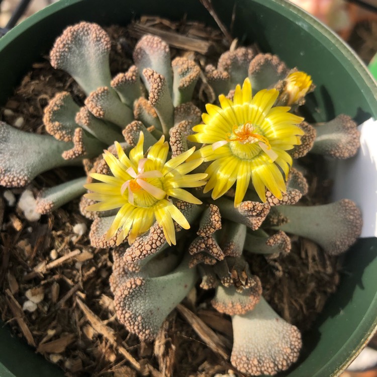 Plant image Titanopsis Calcarea (Living Jewel)