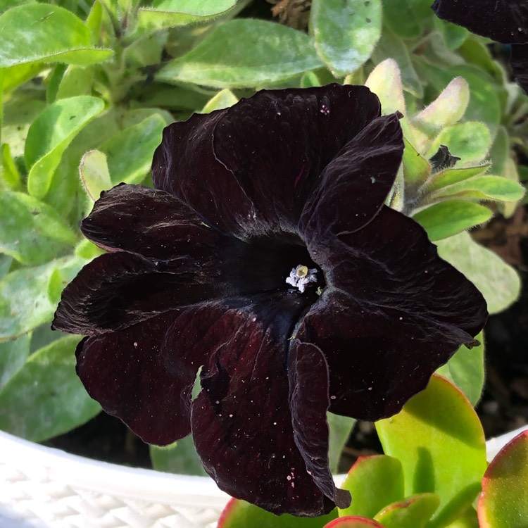 Petunia 'Wespecrablama' (Crazytunia Series) syn. Petunia 'Black Mamba ...