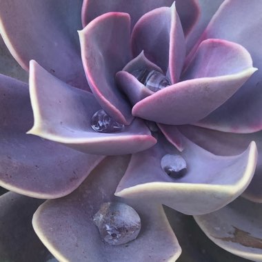 Echeveria Purple Pearl