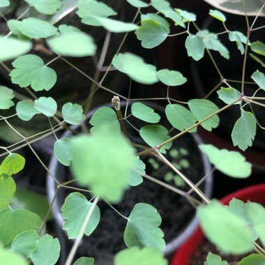 Adiantum capillus-veneris