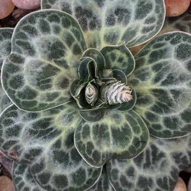 Bukiniczia cabulica