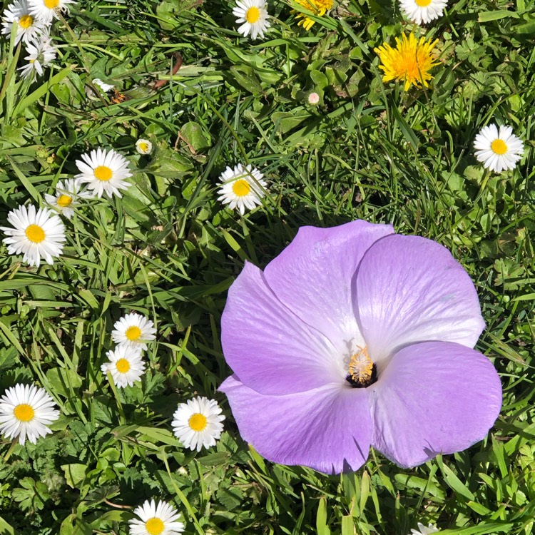 plant image 1445558 plant image 1445558