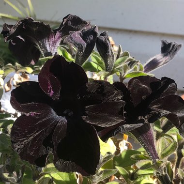 Petunia 'Wespecrablama' (Crazytunia Series) syn. Petunia 'Black Mamba'