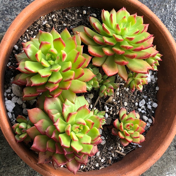 plant image 1449170