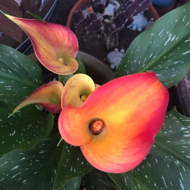 Zantedeschia 'Morning Sun'