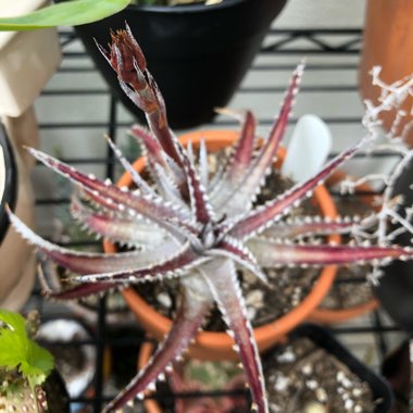 Dyckia 'Brittle Star'