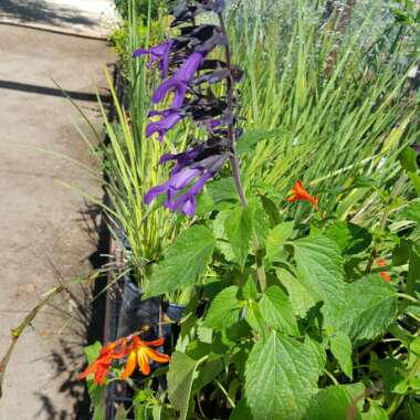 Crocosmia