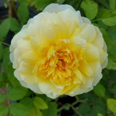 Rosa
