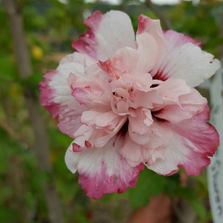 Plant image Hibiscus syriacus 'Danica'