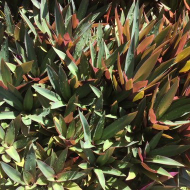 Tradescantia spathacea  syn. Rhoeo spathacea, Rhoeo discolor