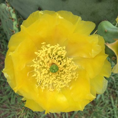 Meconopsis cambrica