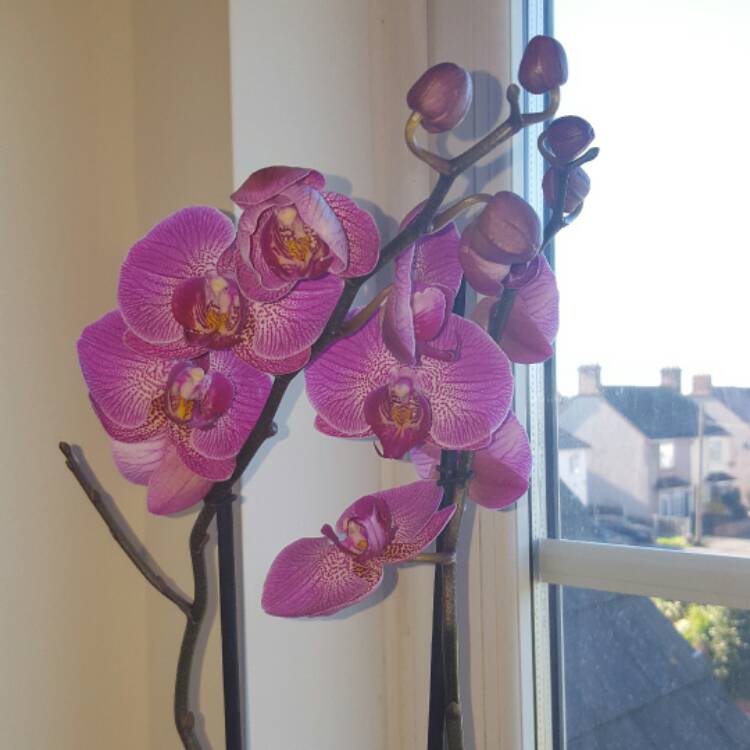 plant image 340342