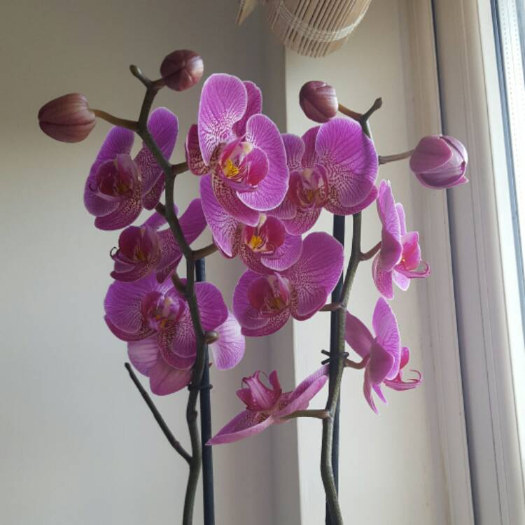 Plant image Phalaenopsis 'Fusheng's Mystical Dream'