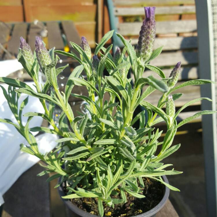 plant image 355548