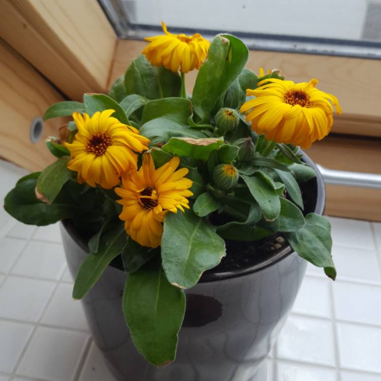 plant image 431700
