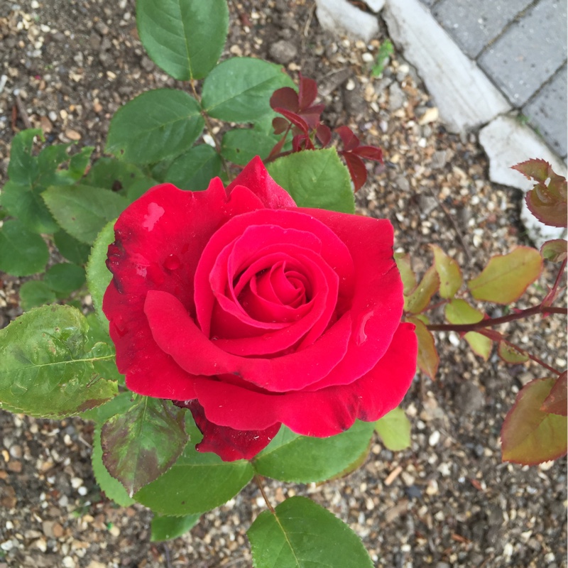 plant image 127760 plant image 127760