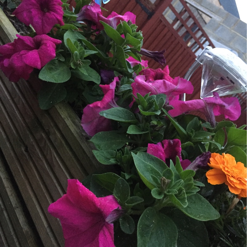 Plant image Petunia