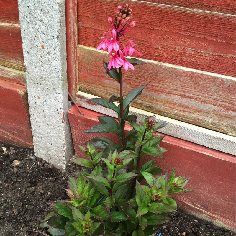 Plant image Lobelia x speciosa 'Fan Salmon'