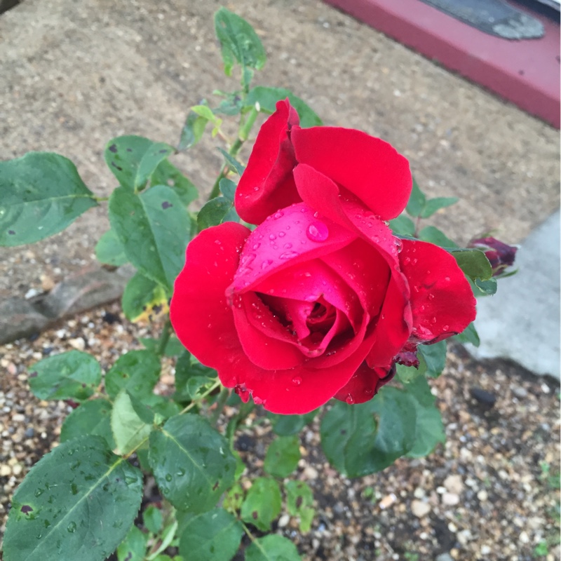 plant image 147252 plant image 147252