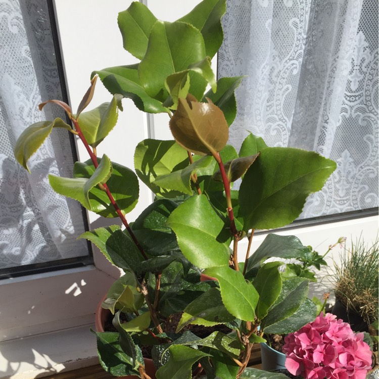 plant image 215372