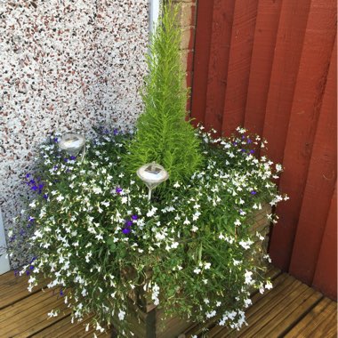 Lobelia Erinus 'Blue with Eye Palace'