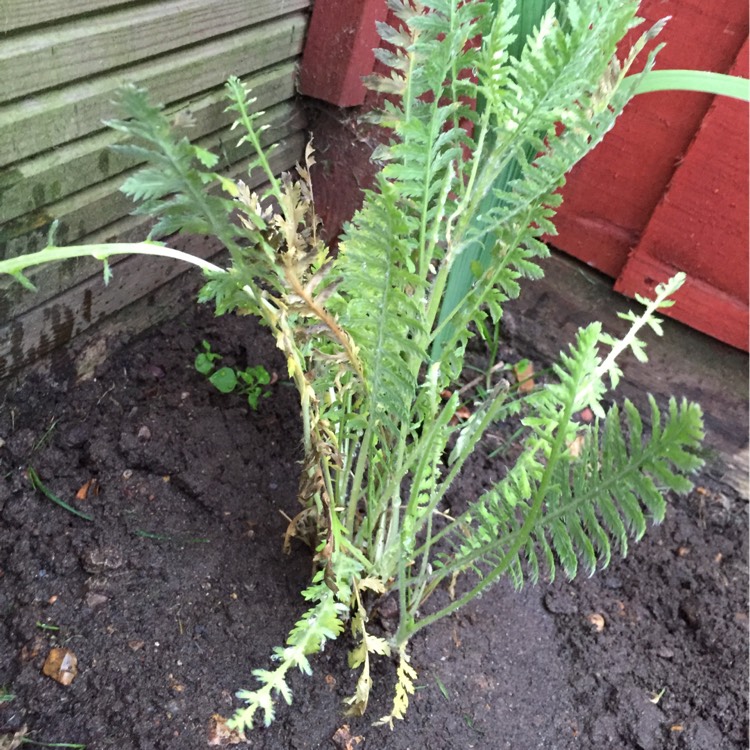 Plant image Achillea filipendulina 'Gold Plate'