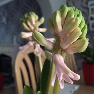 Hyacinthus orientalis