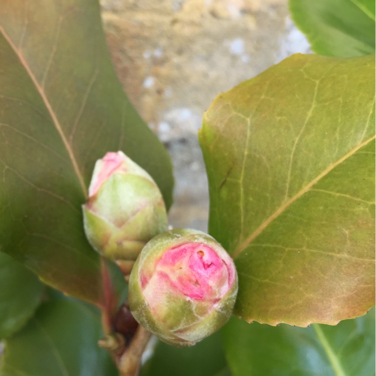 Plant image Camellia japonica 'Doctor King'