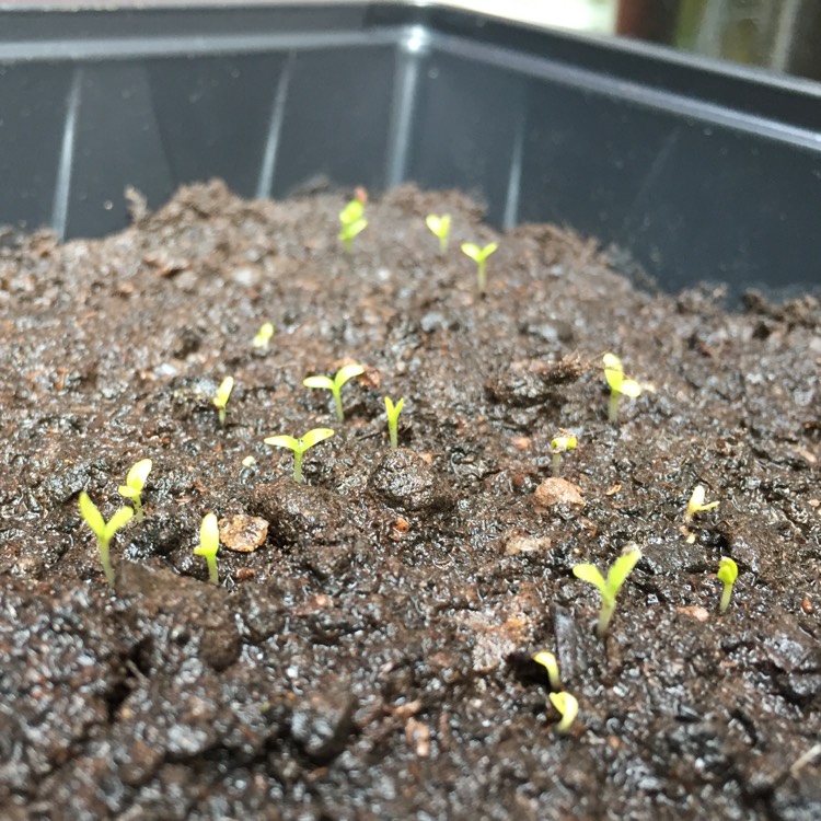 plant image 320316