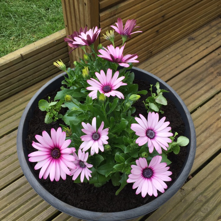 Plant image Osteospermum Ecklonis 'Akila White Purple Eye'