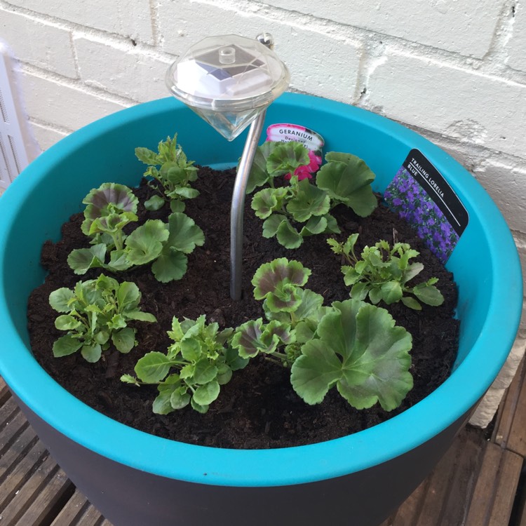 Plant image Pelargonium 'Pinktastic'