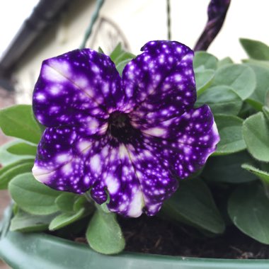Petunia 'Kleph15313' syn. Petunia 'Night Sky', Petunia 'Headliner Night Sky'