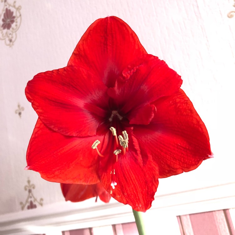 Plant image Hippeastrum 'Ferrari'