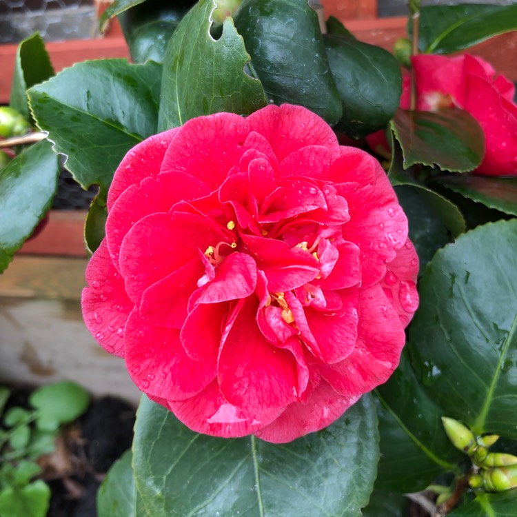 plant image 649819