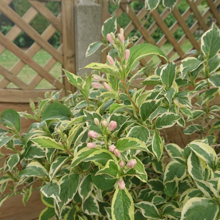 Plant image Cornus alba 'Sibirica Variegata'