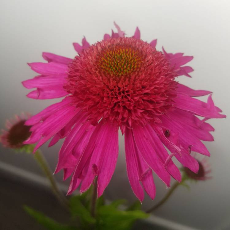 Plant image Echinacea 'Noortdeli' syn. Echinacea 'Delicious Candy'