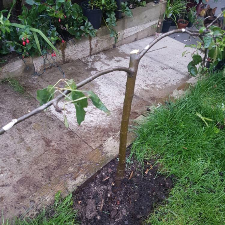 Plant image Malus domestica 'Discovery'