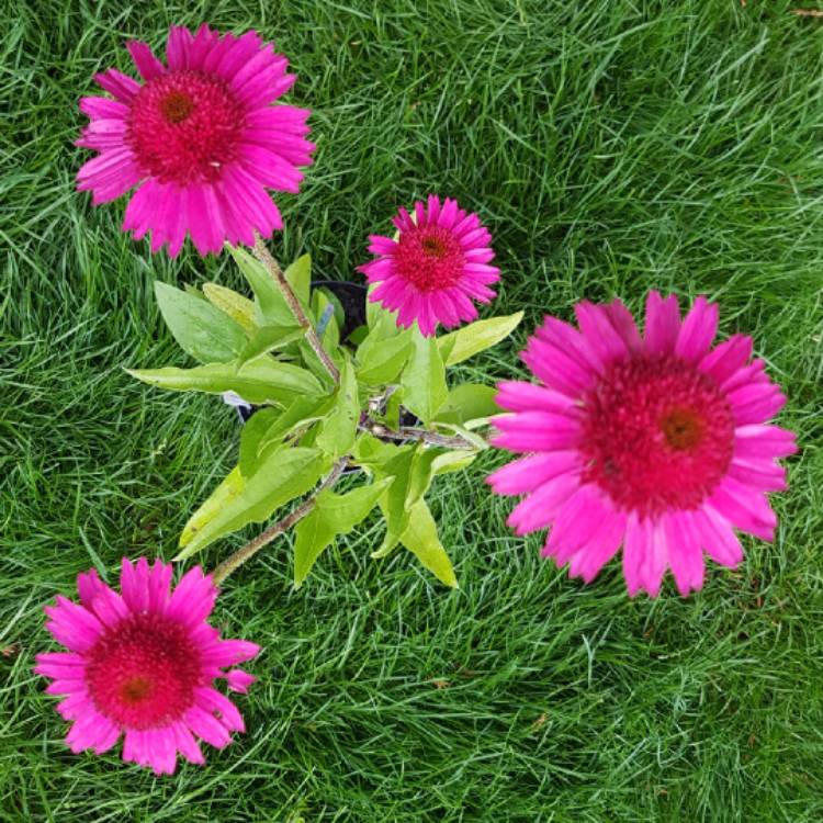 plant image 1140786