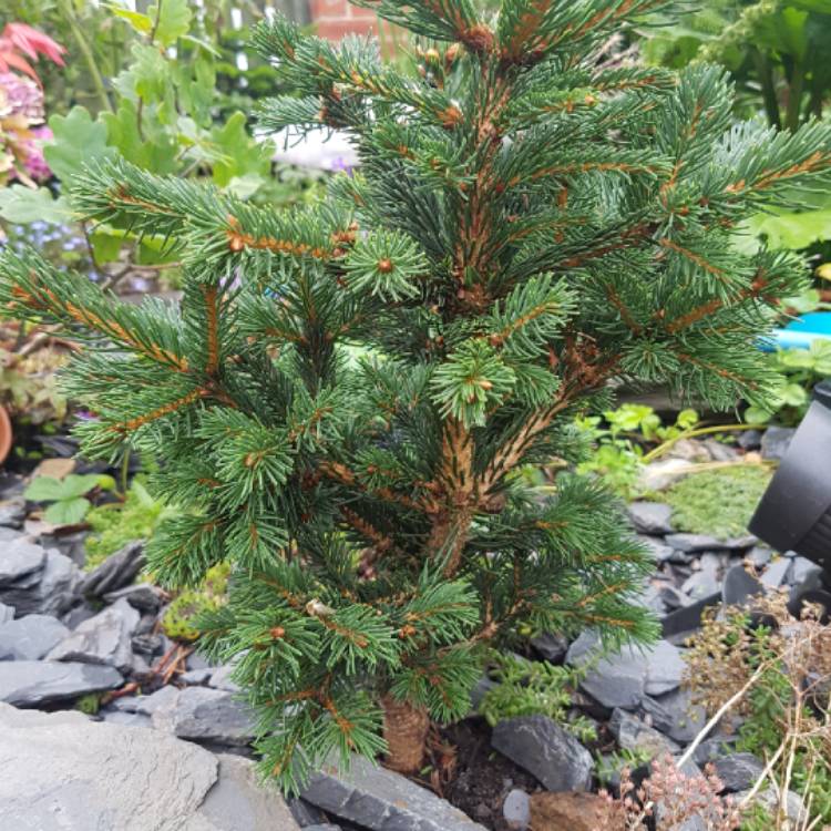 plant image 1140870