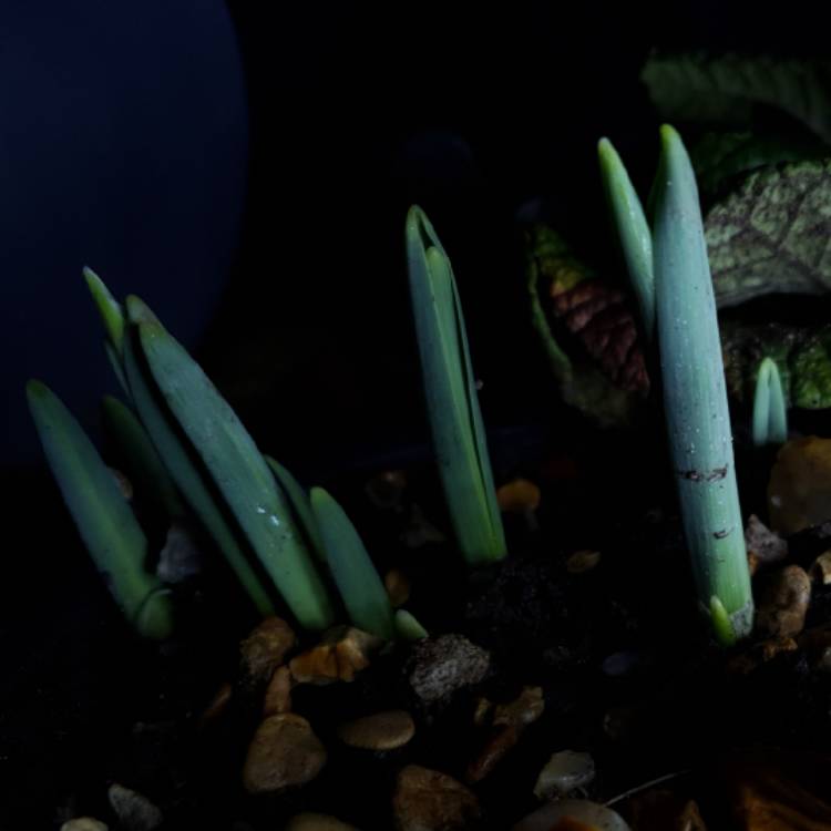plant image 1212999