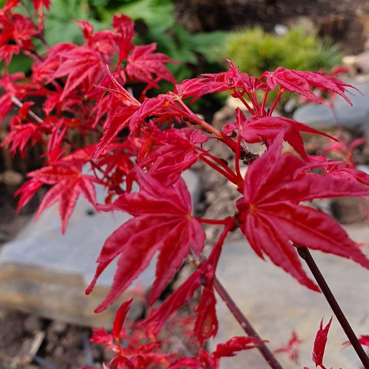 Plant image Acer Palmatum 'Beni-Maiko'