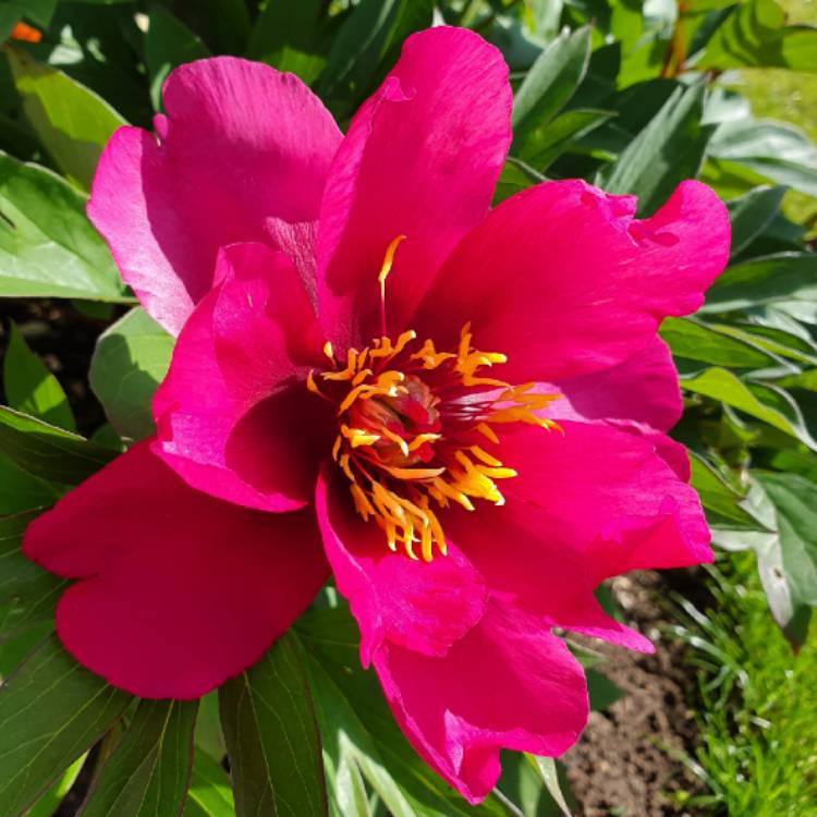 Plant image Paeonia 'Yankee Doodle Dandy'