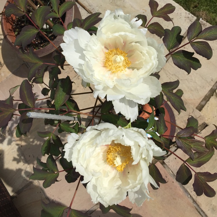 plant image 696981