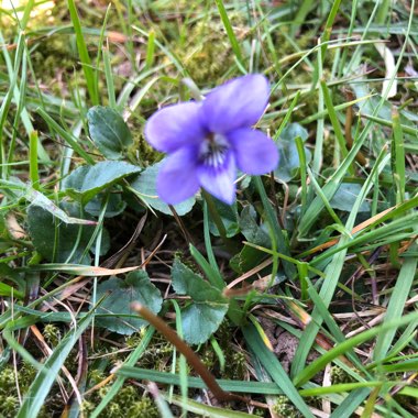 Viola odorata