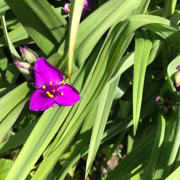 Plant image Tradescantia (Andersoniana Group) 'Purple Dome'