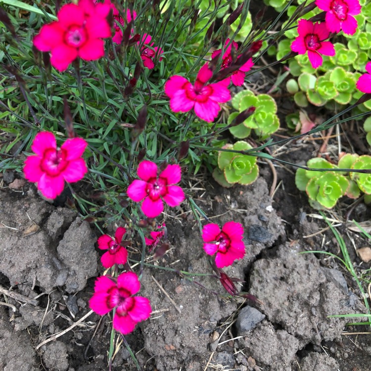 Plant image Dianthus deltoides 'Brilliant'