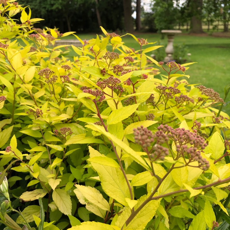 Plant image Spiraea japonica 'Goldmound'