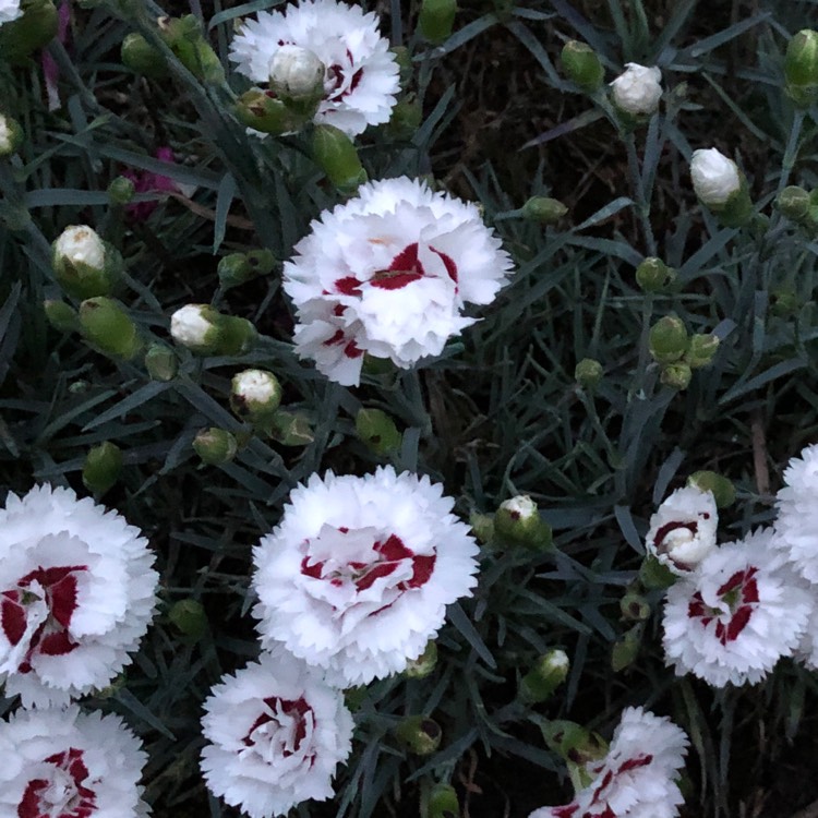 plant image 1086762