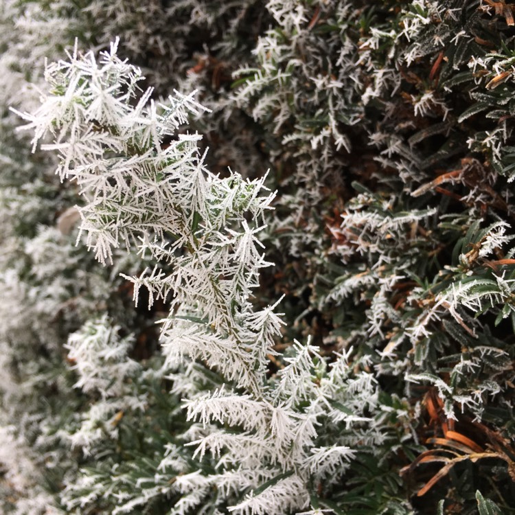 plant image 930775